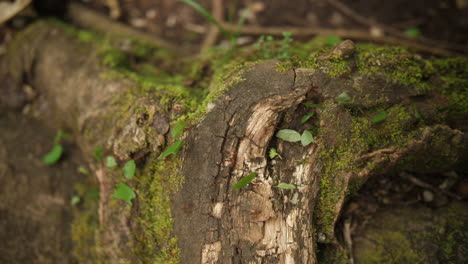 Leaf-cutter-ants-walking-across-a-root-in-Guiana-slow-motion